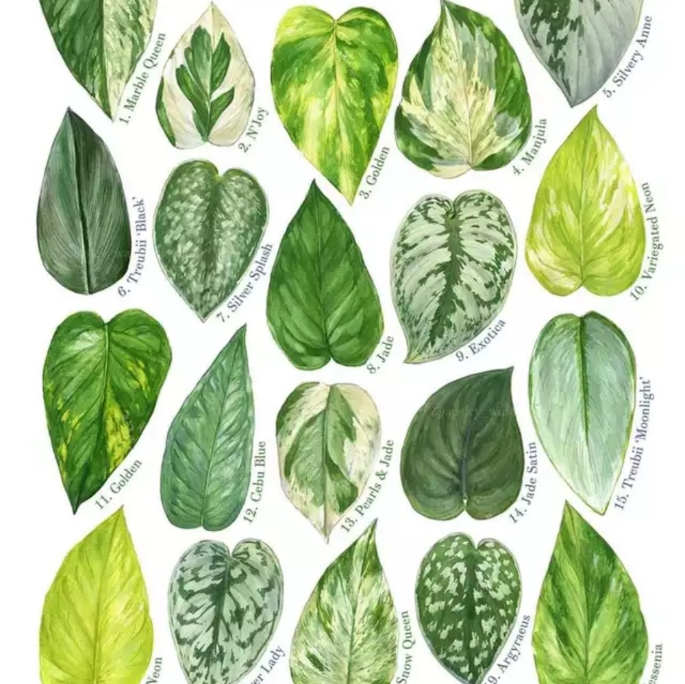 Meet your Posher, Vera